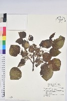 藏品(圓葉血桐)的圖片