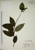 藏品(大葉溲疏)的圖片