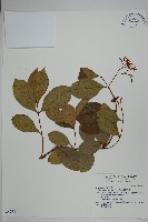 藏品(蘭嶼絡石)的圖片