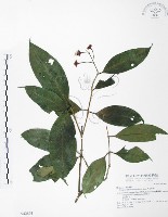 藏品(大花赤楠)的圖片