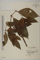 藏品(草珊瑚、紅果金粟蘭)的圖片