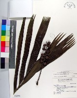 藏品(蘭嶼山檳榔、山檳榔)的圖片