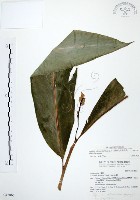 藏品(山月桃)的圖片