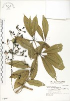 藏品(蘭嶼野牡丹藤)的圖片