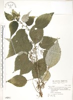 藏品(青苧麻)的圖片