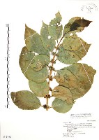 藏品(對葉榕)的圖片