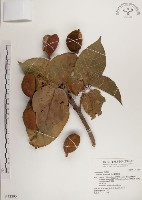 藏品(蘭嶼蘋婆)的圖片