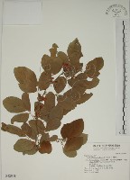 藏品(白木蘇花)的圖片