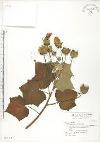 藏品(山芙蓉、臺灣山芙蓉、狗頭芙蓉)的圖片