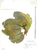 藏品(大冇榕、稜果榕)的圖片