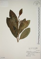 藏品(蘭嶼馬蹄花)的圖片