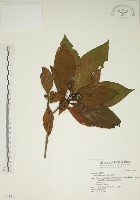 藏品(貝木)的圖片