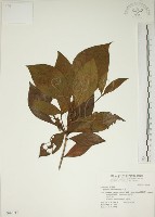 藏品(貝木)的圖片