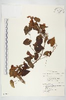 藏品(海牽牛)的圖片