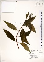 藏品(華八仙)的圖片