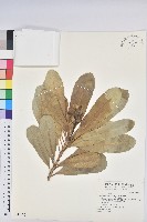 藏品(蘭嶼土沉香)的圖片