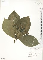 藏品(錫蘭玉心花)的圖片