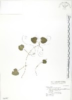 藏品(苞花蔓)的圖片