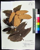 藏品(翅子樹、裡白翅子樹、臺灣翅子樹)的圖片