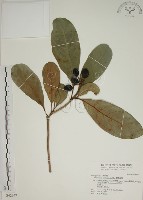 藏品(蘭嶼海桐)的圖片