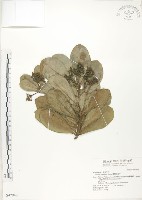 藏品(蘭嶼樹杞、蘭嶼紫金牛)的圖片