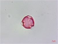 藏品(蘭嶼秋海棠)的圖片