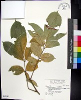 藏品(蘭嶼椌木)的圖片