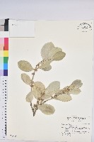 藏品(白樹仔)的圖片