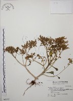 藏品(台灣佛甲草、石板菜)的圖片