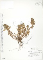 藏品(茅毛珍珠菜)的圖片