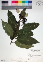 藏品(玉葉金花)的圖片