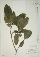 藏品(山黃梔)的圖片