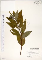 藏品(華八仙)的圖片