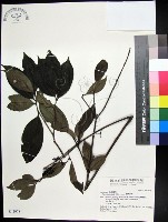 藏品(蘭嶼赤楠)的圖片