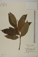 藏品(草珊瑚、紅果金粟蘭)的圖片