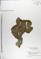 藏品(呂宋毛蕊木)的圖片