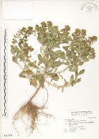 藏品(茅毛珍珠菜)的圖片