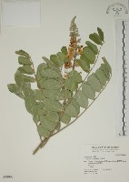 藏品(毛苦參)的圖片