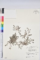 藏品(伏生大戟)的圖片