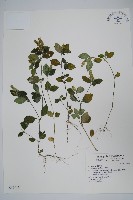 藏品(爵床)的圖片