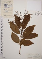 藏品(大青)的圖片