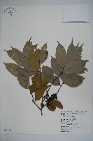 藏品(臺灣糊樗)的圖片