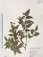 藏品(野鴉椿)的圖片