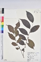 藏品(披針葉饅頭果)的圖片