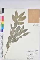 藏品(臺灣假黃楊)的圖片