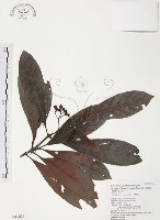 藏品(九節木、牛屎烏、青龍吐霧)的圖片