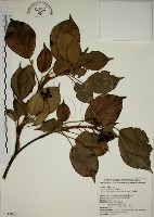 藏品(昆欄樹)的圖片