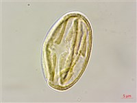 藏品(假赤楊、有丹樹、丹招樹)的圖片