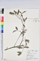 藏品(密花五月茶)的圖片