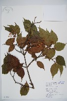 藏品(呂宋莢迷)的圖片